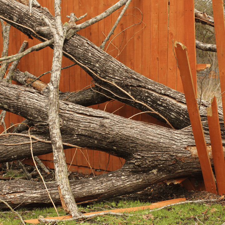 Tree on Fence